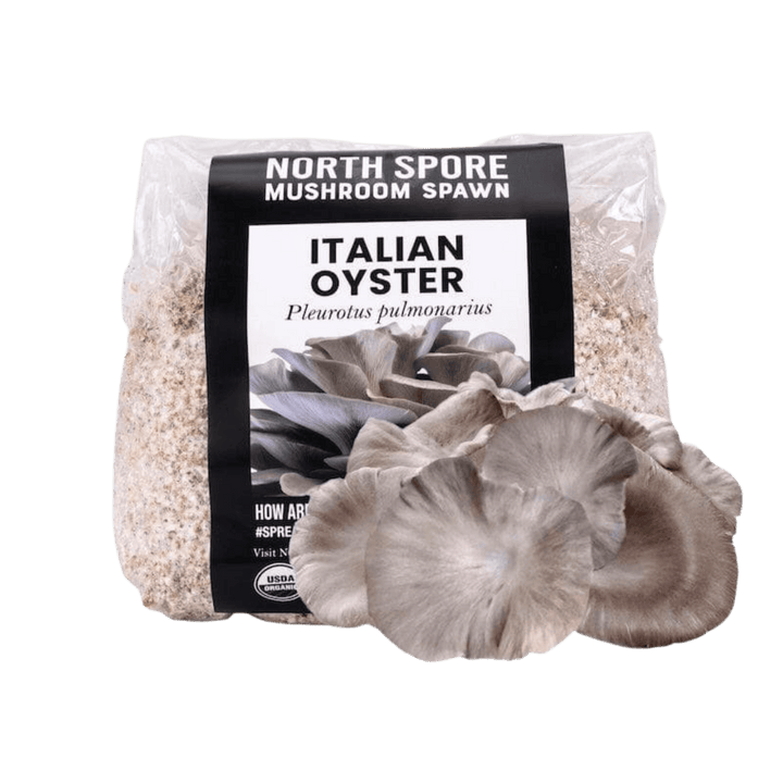 Organic Italian Oyster Mushroom Grain Spawn