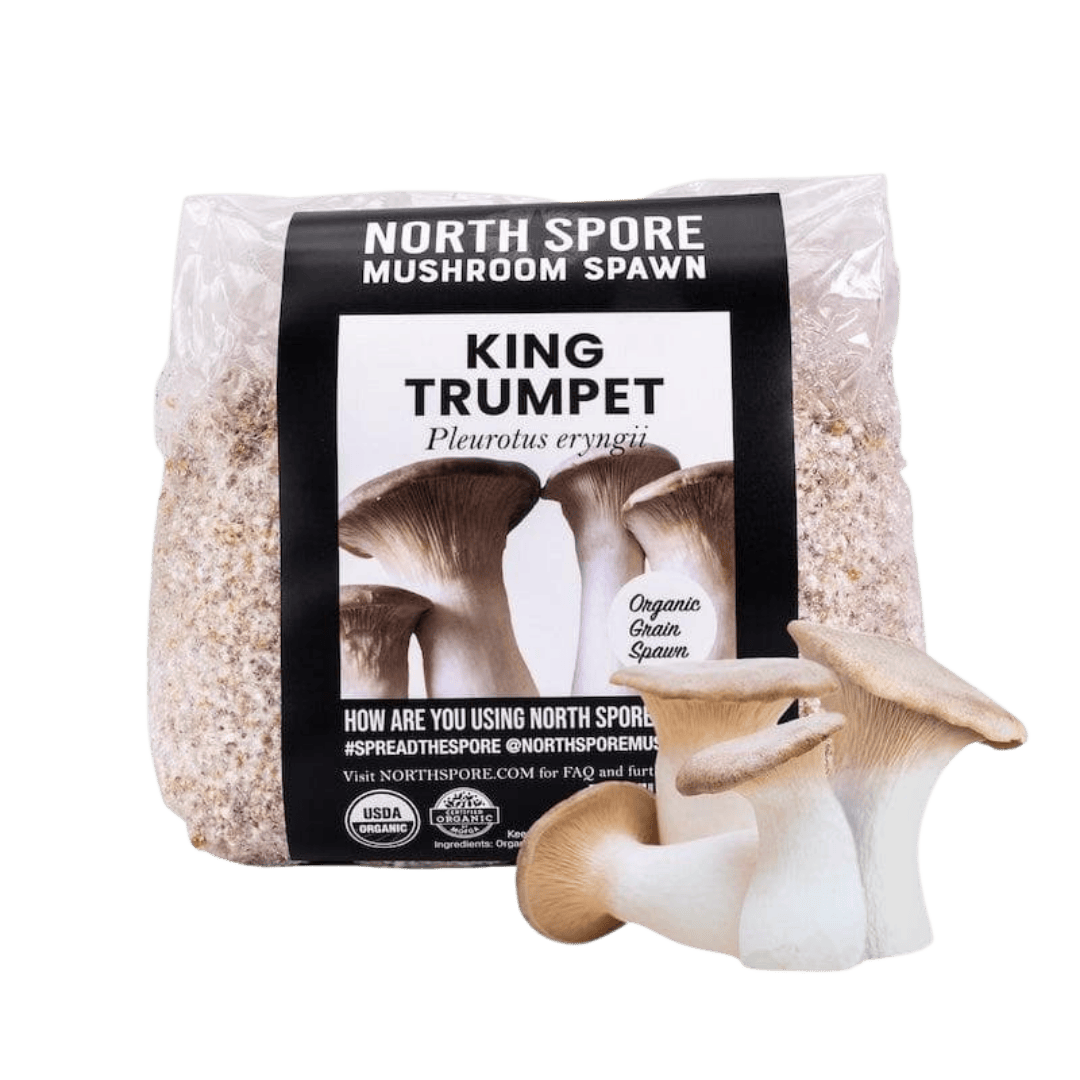 Organic King Trumpet Mushroom Grain Spawn