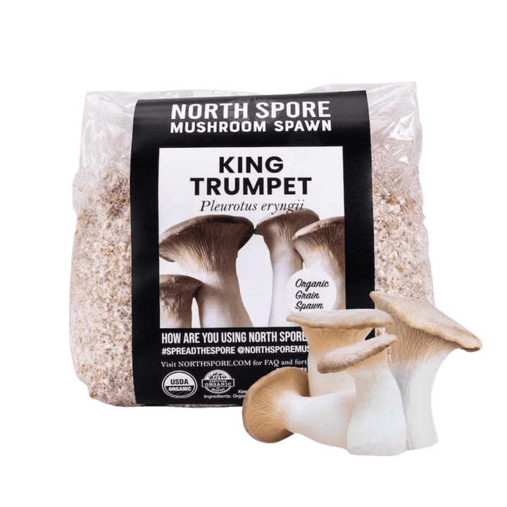 Organic King Trumpet Mushroom Grain Spawn