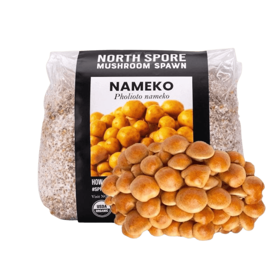Organic Nameko Mushroom Grain Spawn