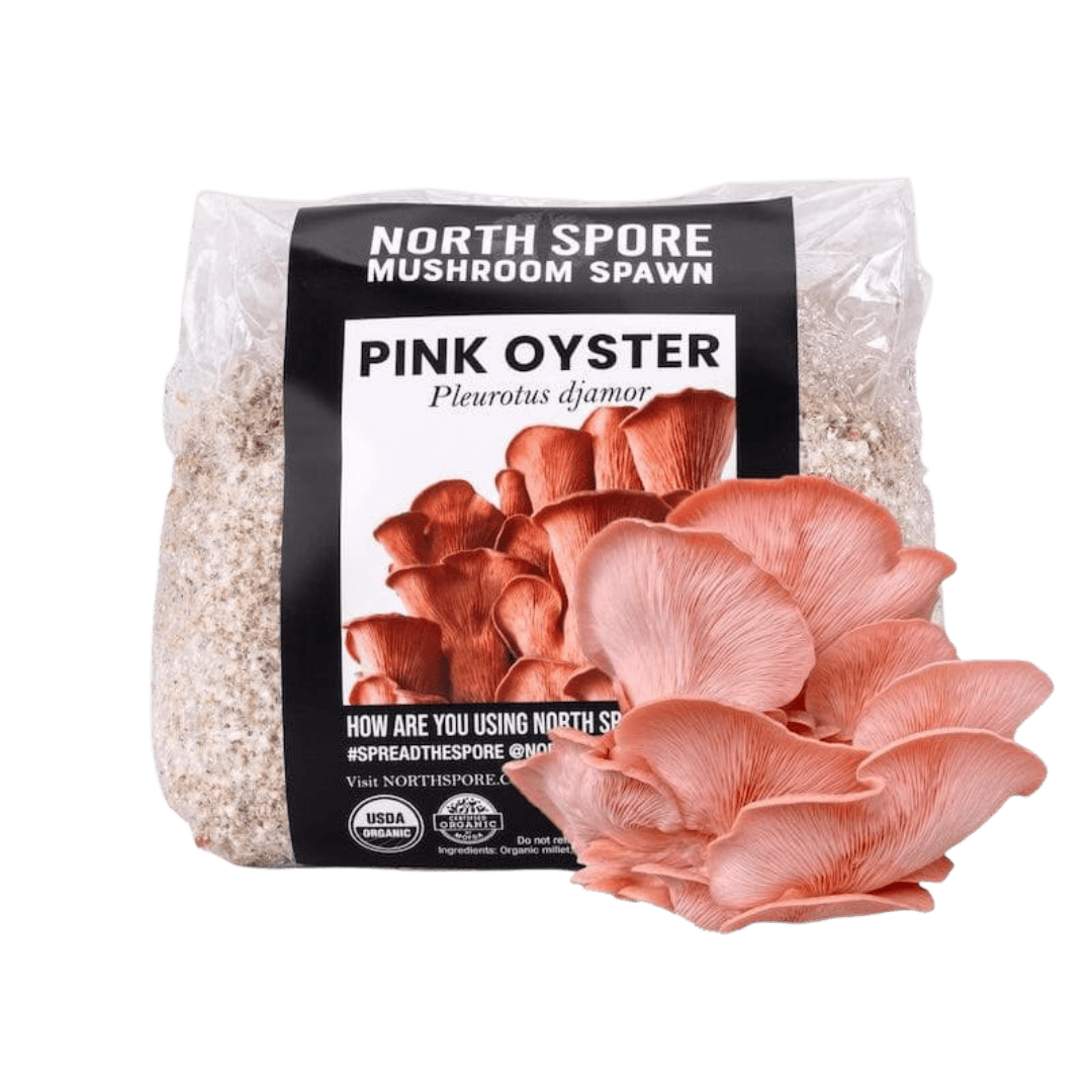 Organic Pink Oyster Mushroom Grain Spawn