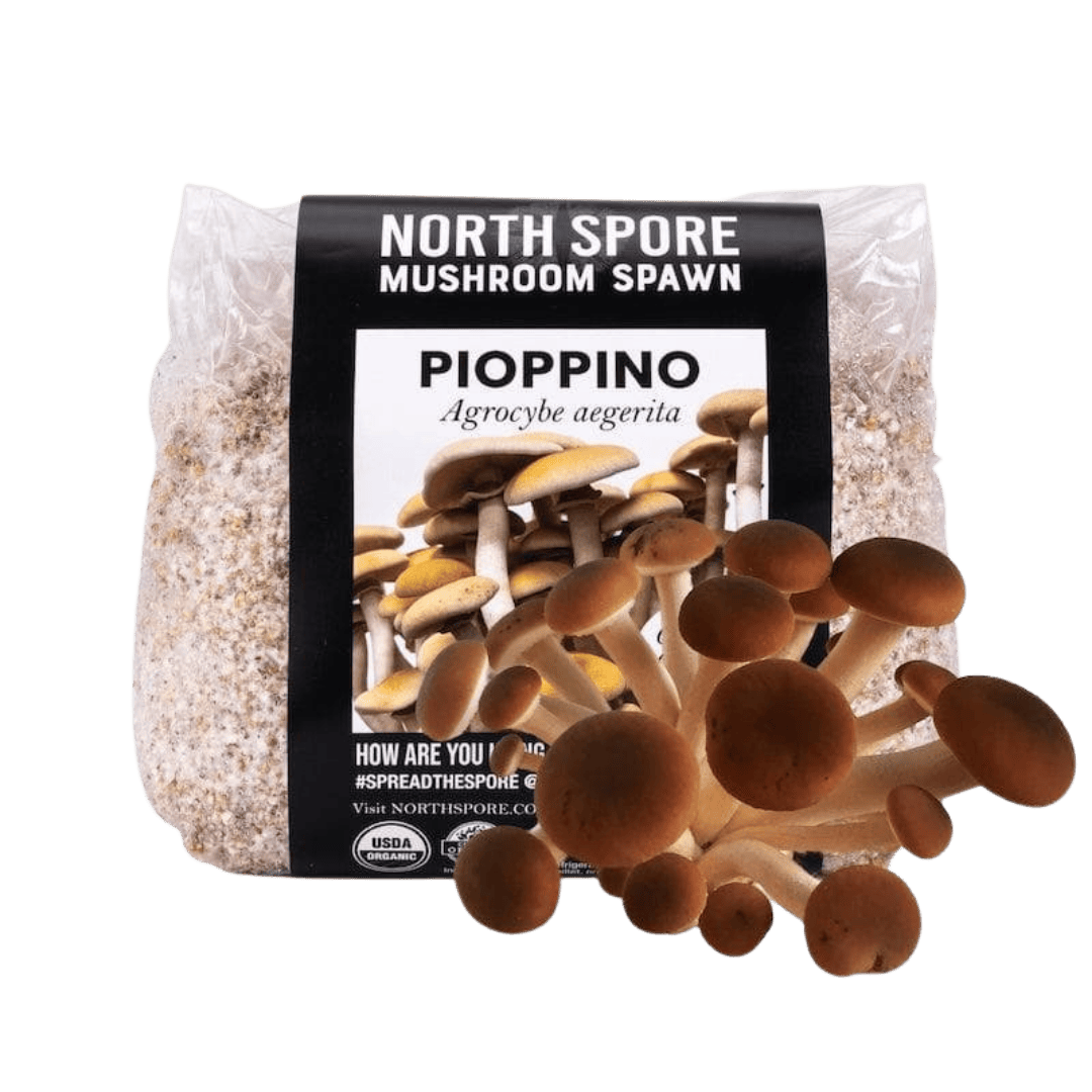 Organic Pioppino Mushroom Grain Spawn