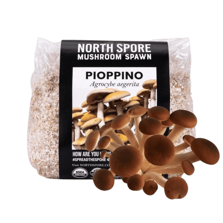 Organic Pioppino Mushroom Grain Spawn