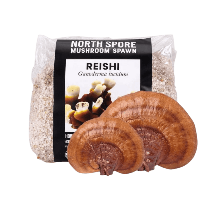 Organic Red Reishi Mushroom Grain Spawn