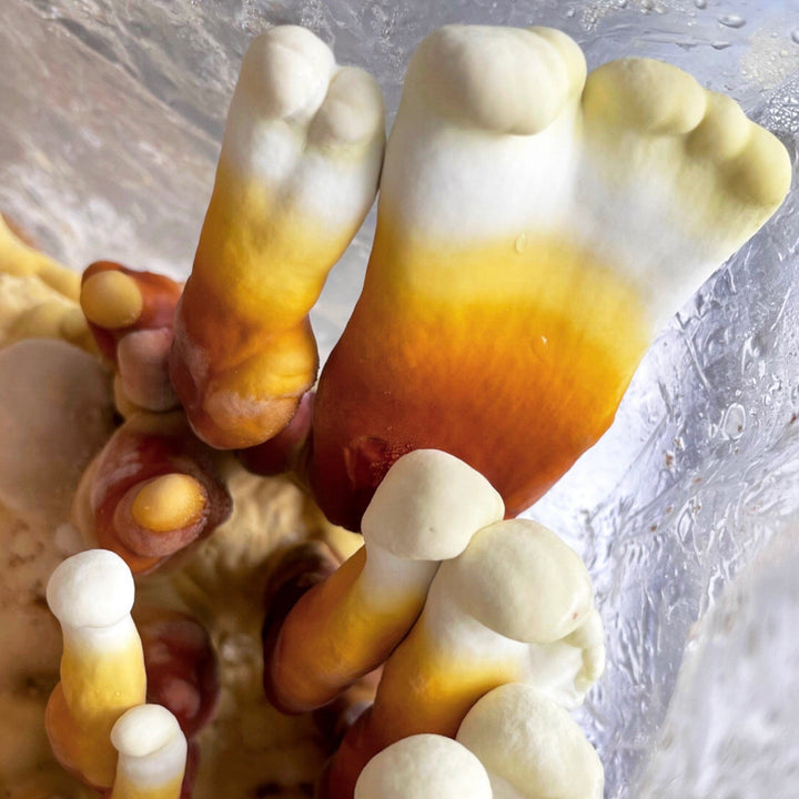 Organic Red Reishi Mushroom Grain Spawn