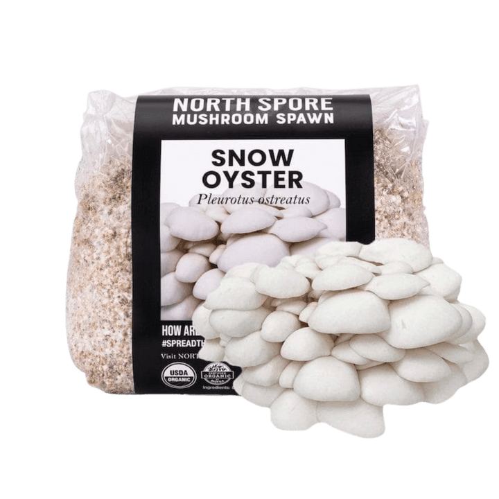 Organic Snow Oyster Mushroom Grain Spawn