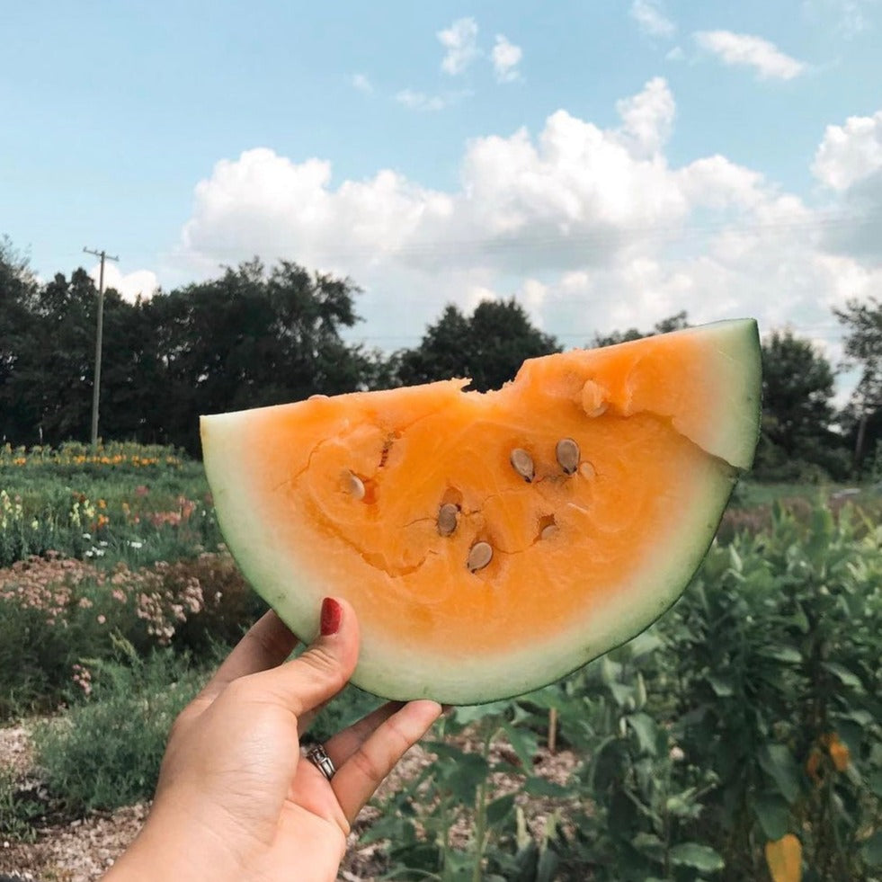 orangeglo watermelon