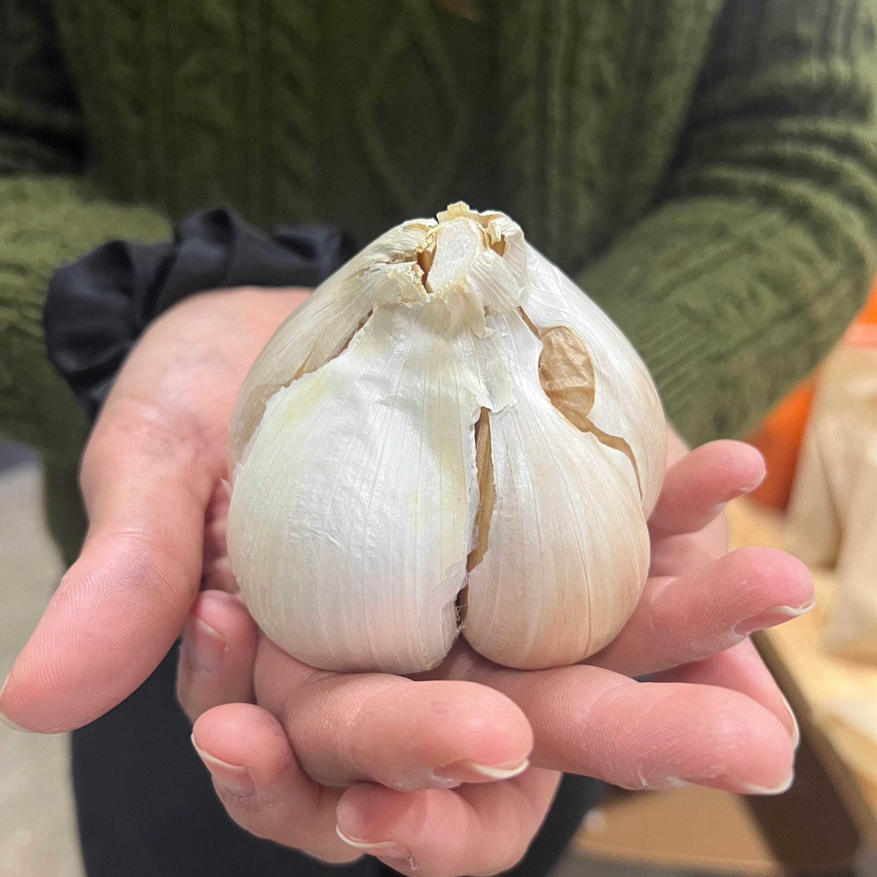 Elephant Garlic – MIgardener