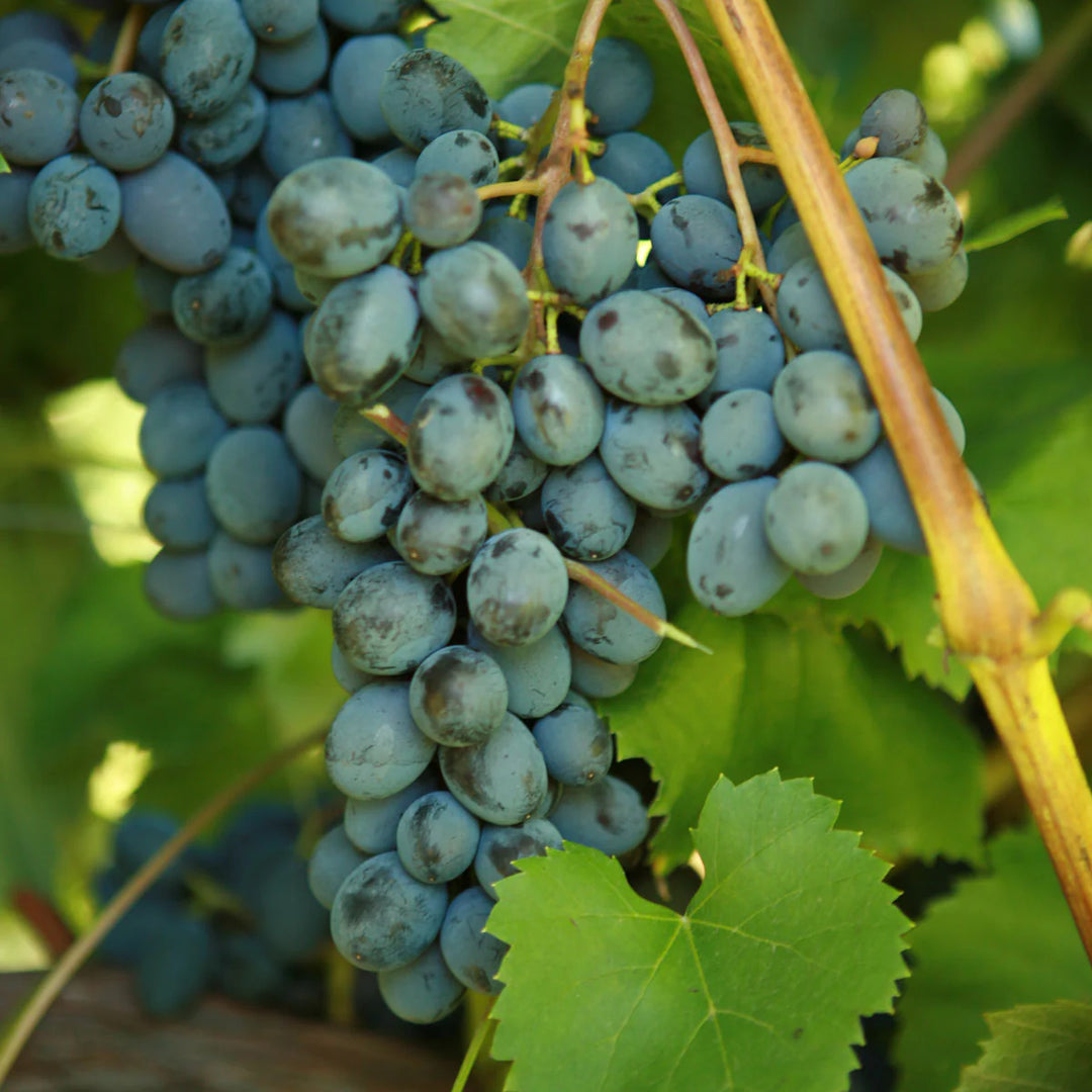 Jupiter Seedless Grape