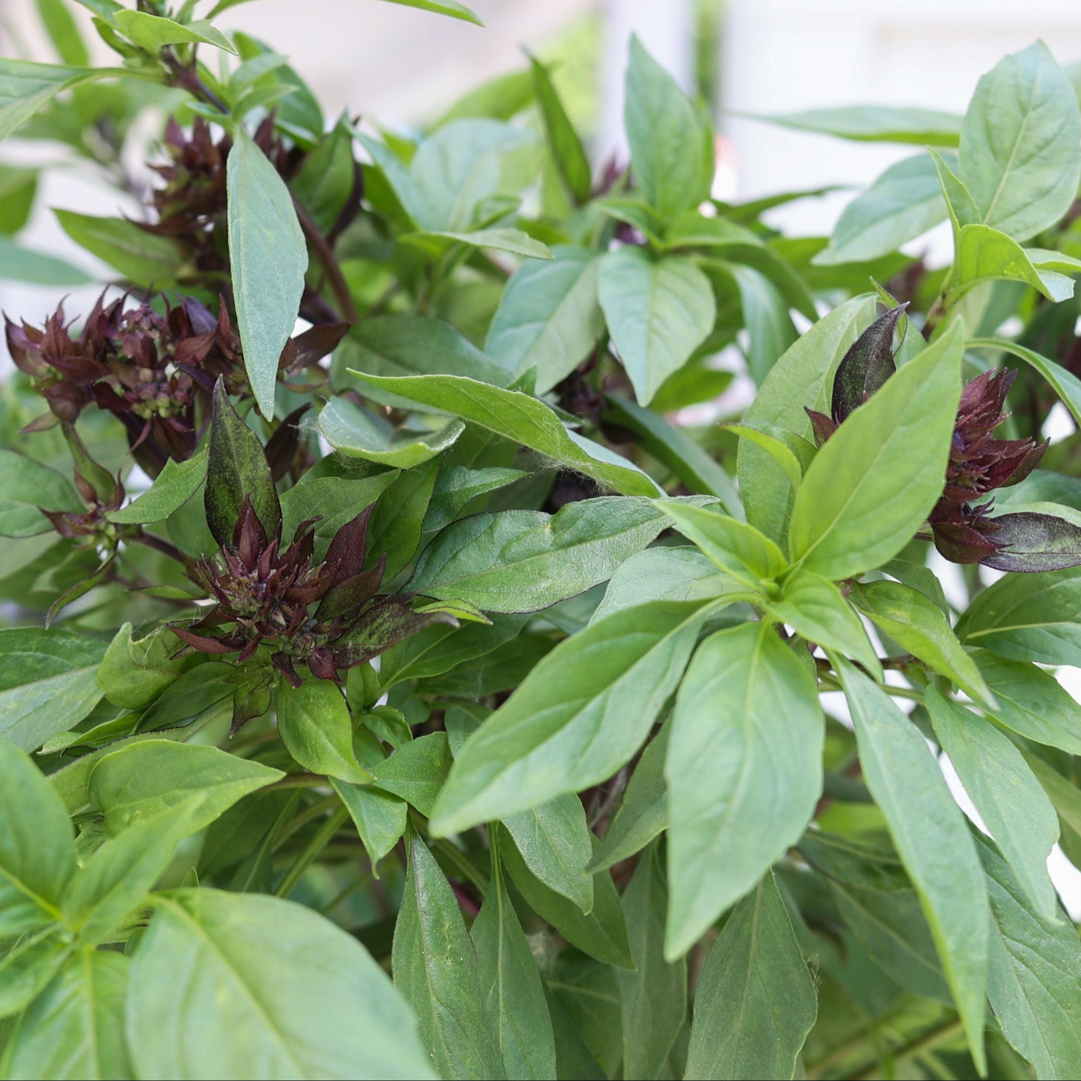 Thai Basil  MIgardener