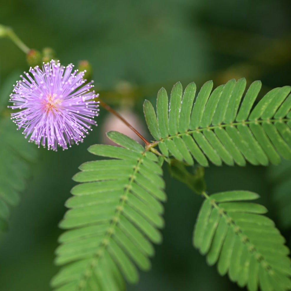 house plant shop mimosa pudica 'sensitive plant Sensitive Plant (Mimosa) – MIgardener