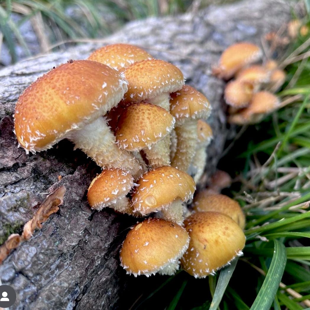 Organic Chestnut Mushroom Plug Spawn