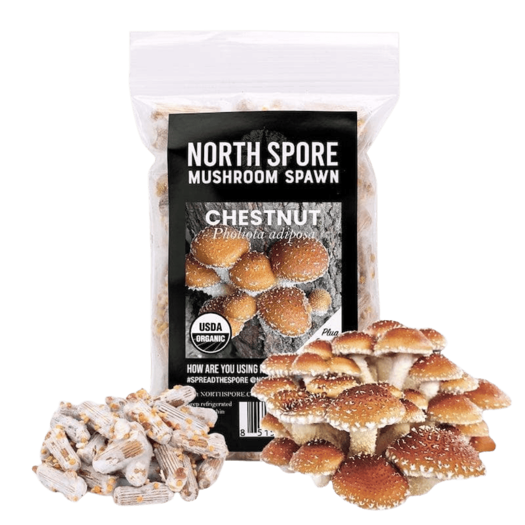 Organic Chestnut Mushroom Plug Spawn