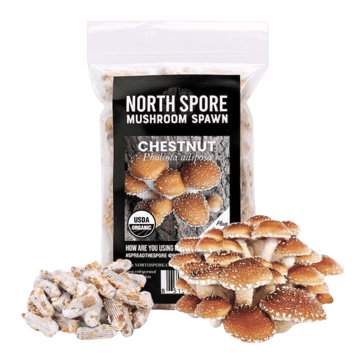 Organic Chestnut Mushroom Plug Spawn