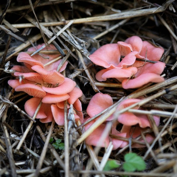 MycoStraw