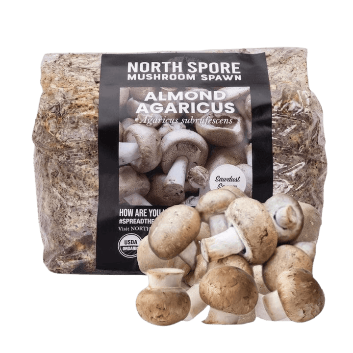Organic Almond Agaricus Mushroom Sawdust Spawn