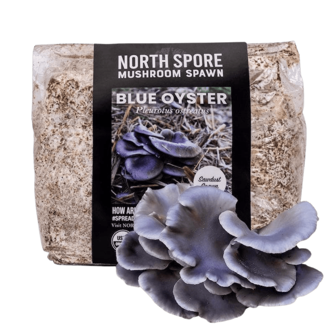 Organic Blue Oyster Mushroom Sawdust Spawn