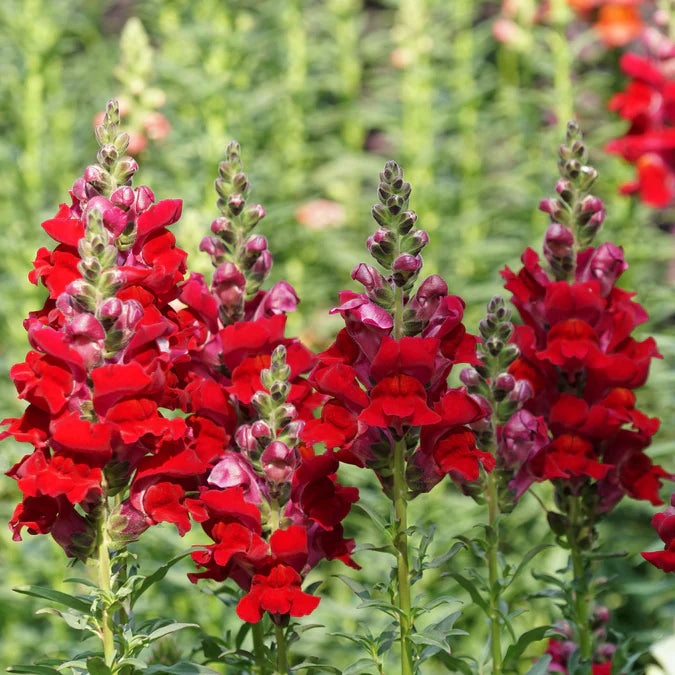 snapdragon plant Defiance Snapdragon