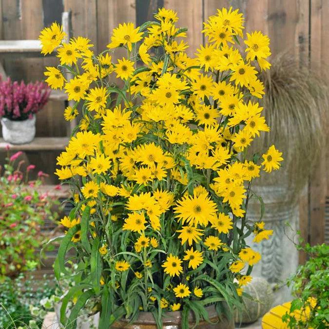 Maximilian Sunflower – MIgardener