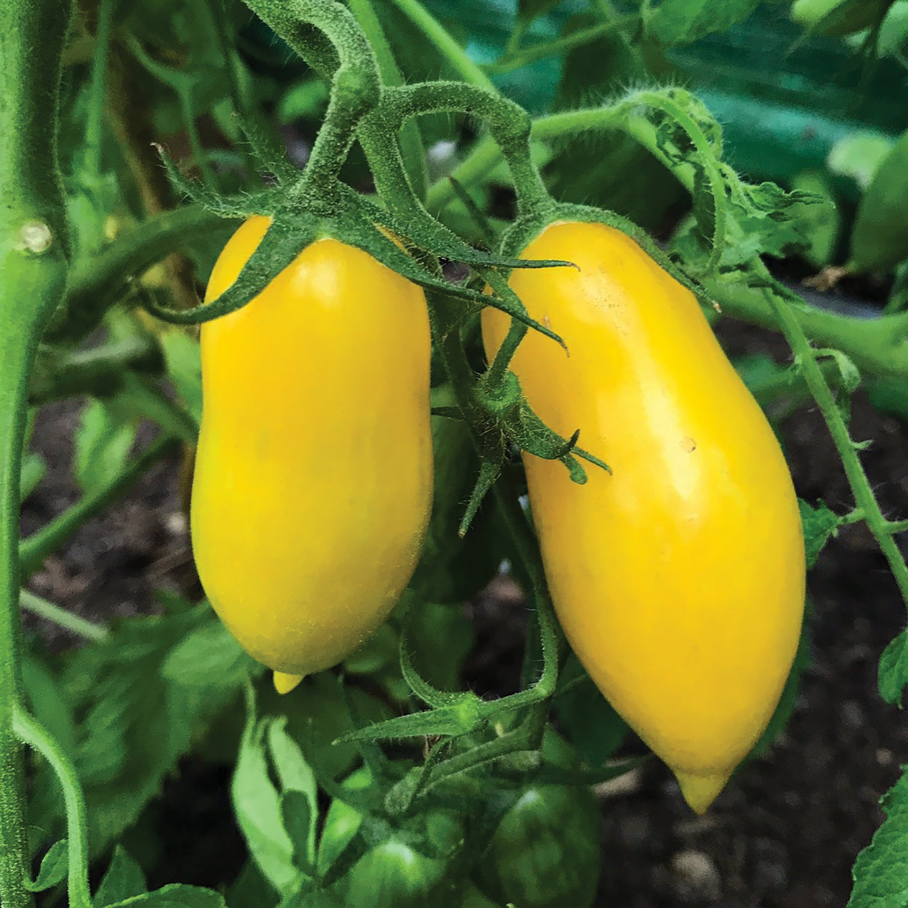 Banana Legs Tomato-Meraki Seeds