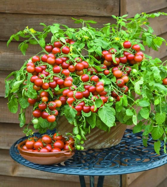 plant tomatoes in hanging baskets Cherry Falls Cherry Tomato