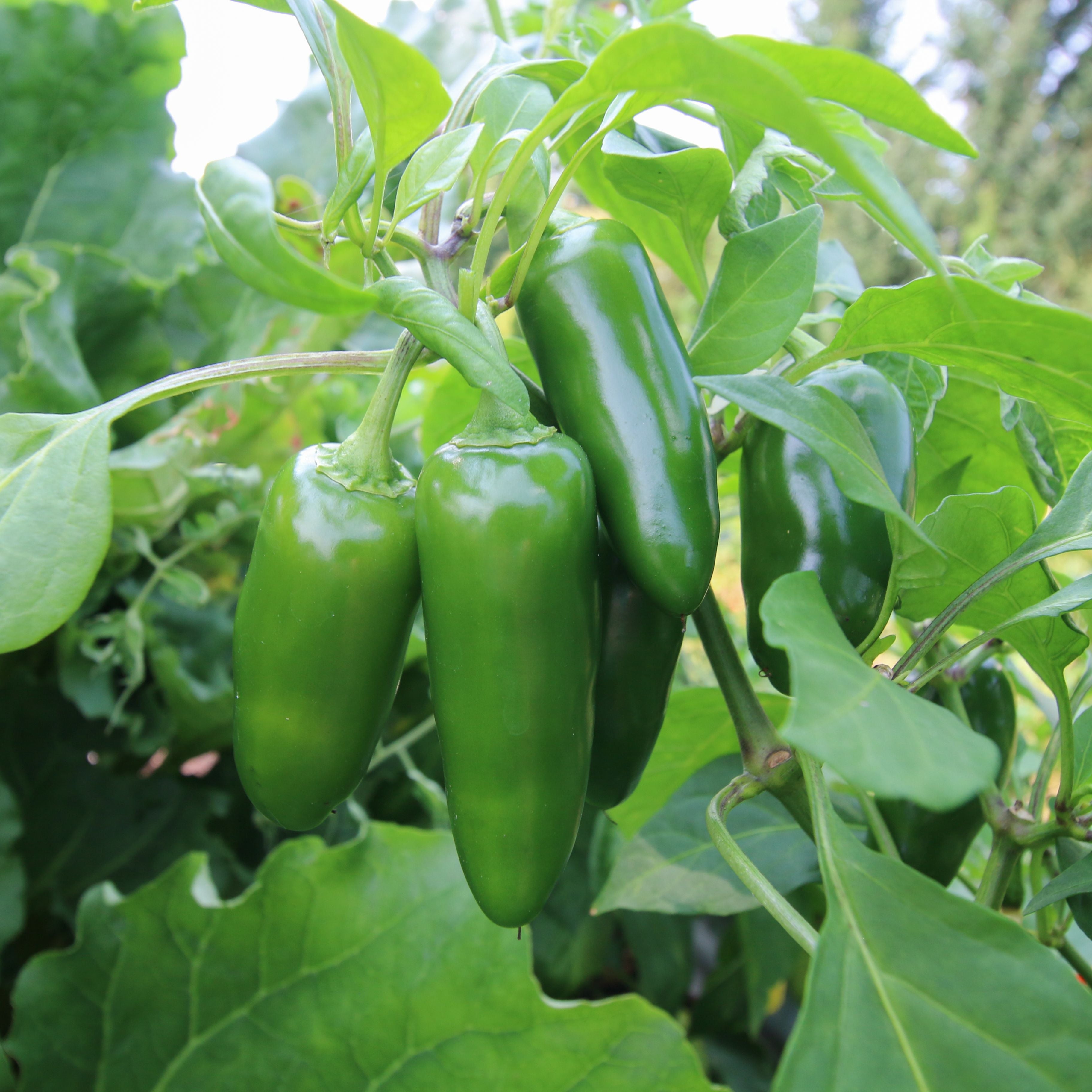 jalapeno plant Jalapeno Pepper