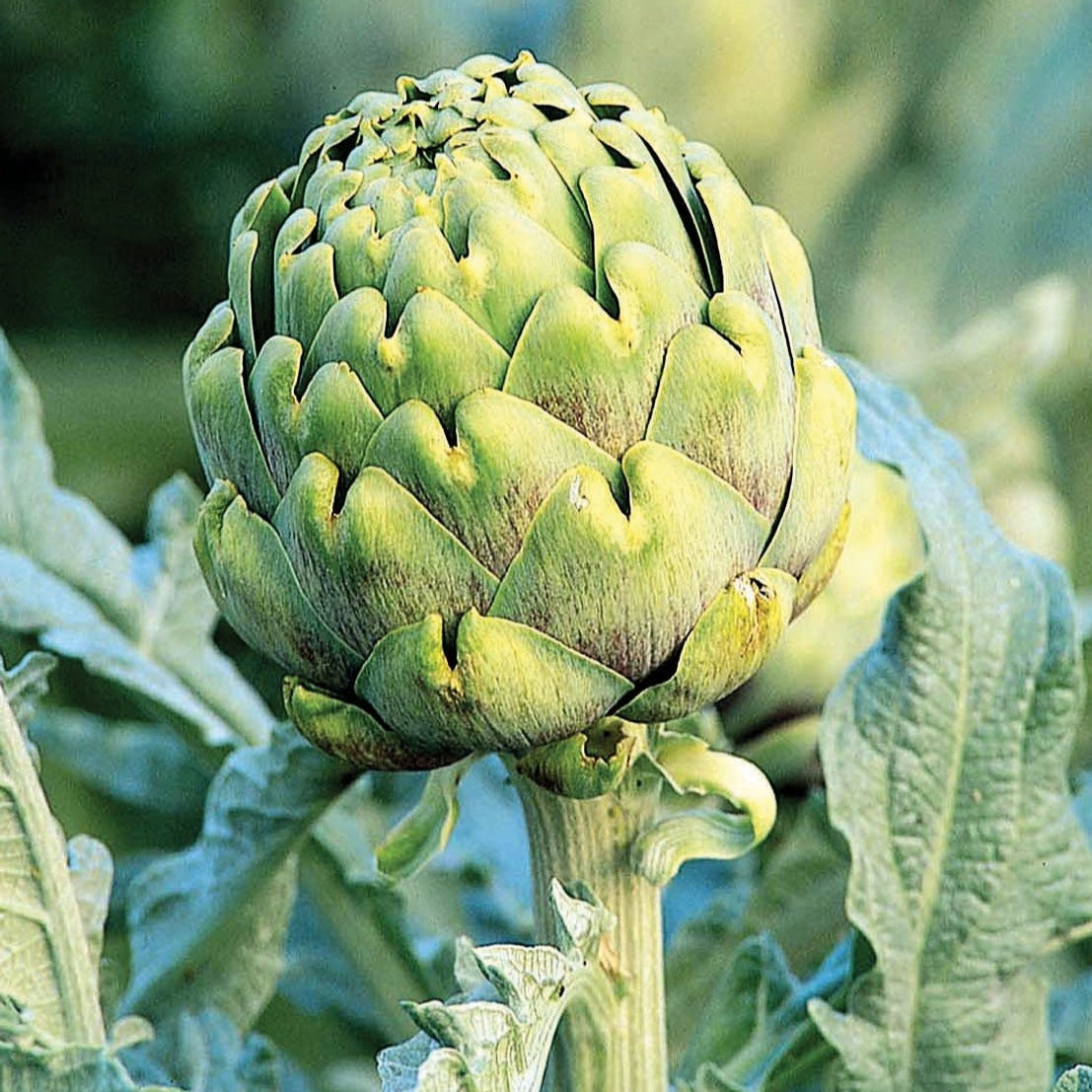 artichoke plant seeds Green Globe Artichoke