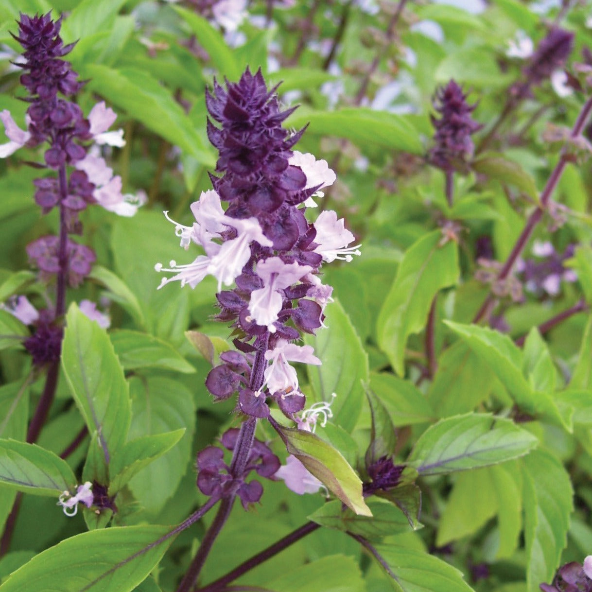 lavender basil plant Cinnamon Basil