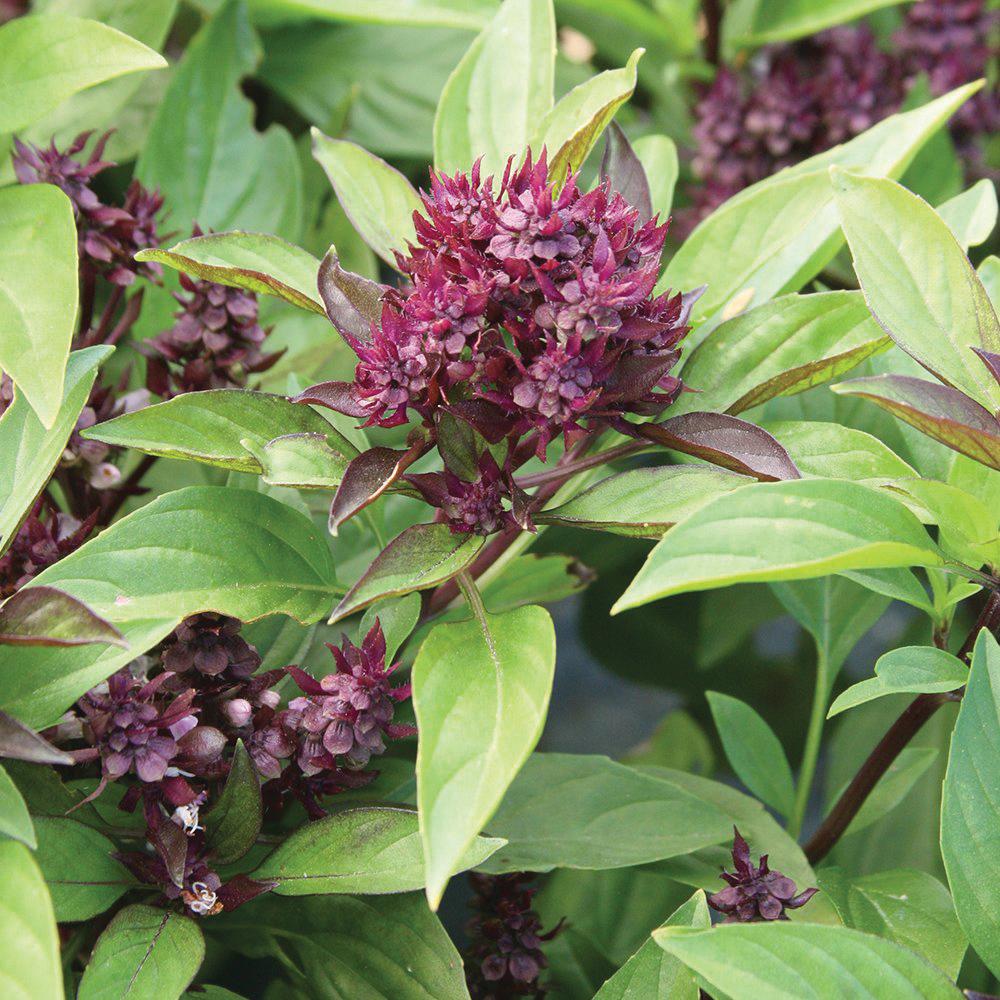 Siam Queen Basil MIgardener