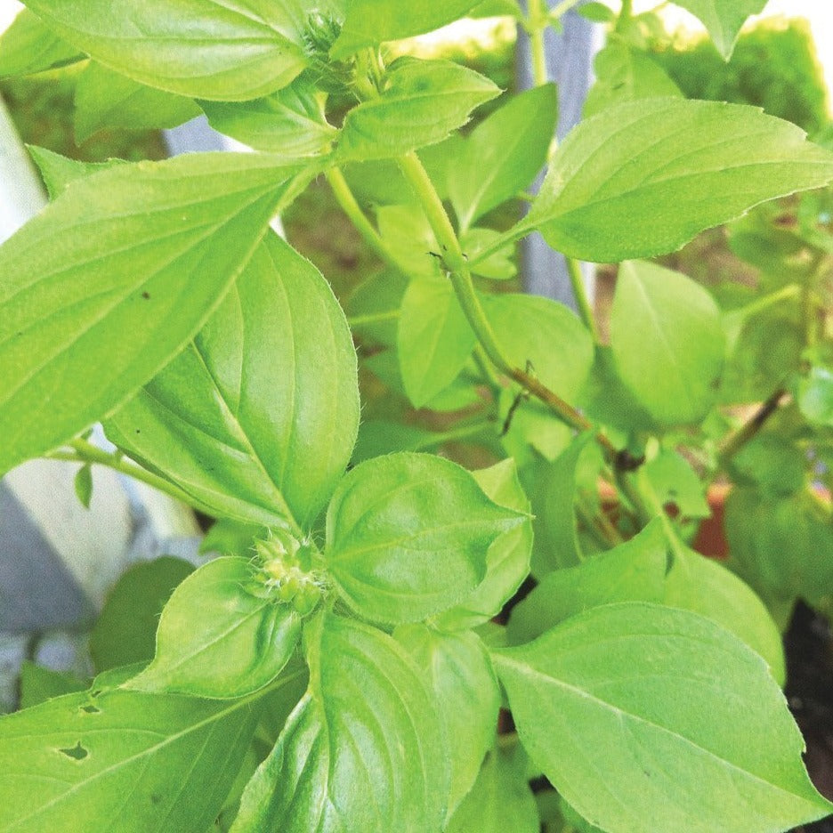 Lime Basil MIgardener