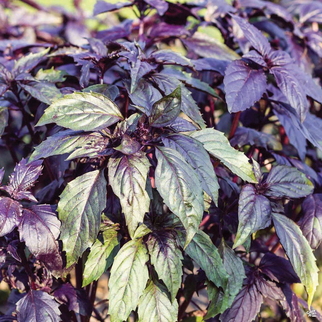 Dark Opal Basil MIgardener