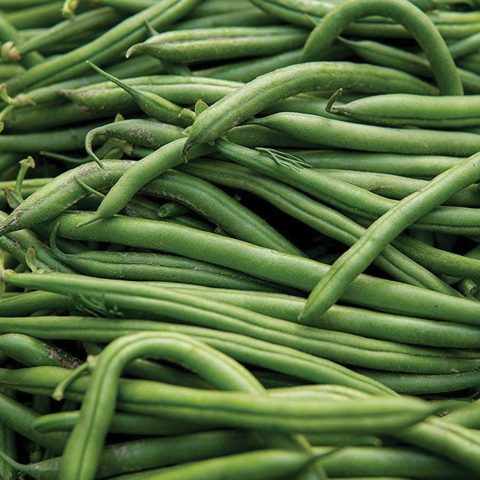 Blue Lake Pole Bean, image size:985x985