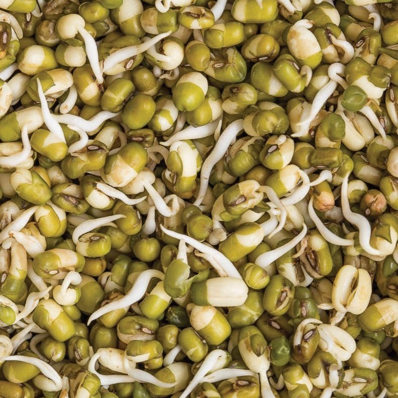 mung bean seeds for planting Mung Bean (Bush)