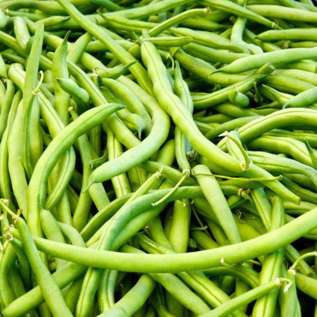 Landreth Bean (Bush) – MIgardener