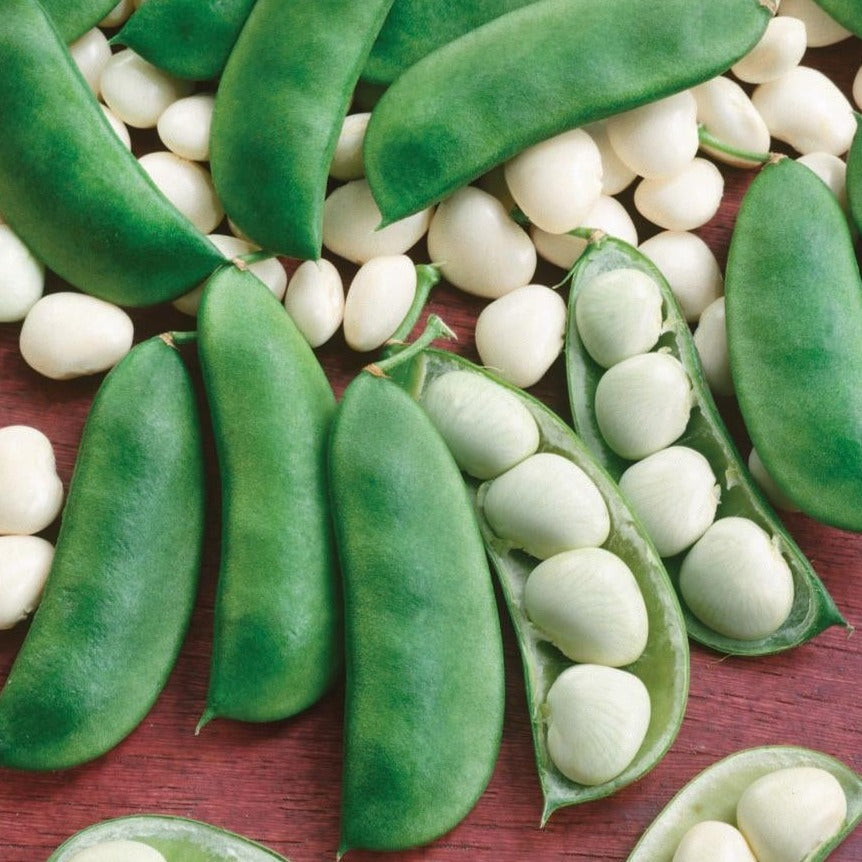 lima bean seeds to plant Henderson Lima Bean (Bush)