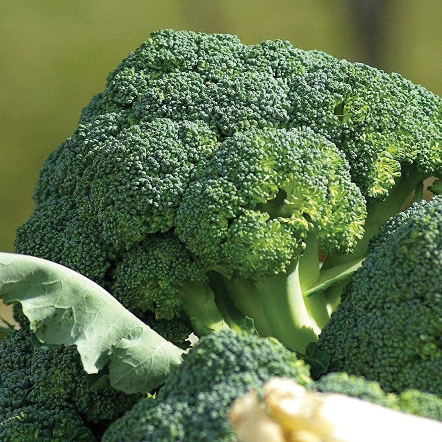 broccoli succulent Waltham 29 Broccoli – MIgardener