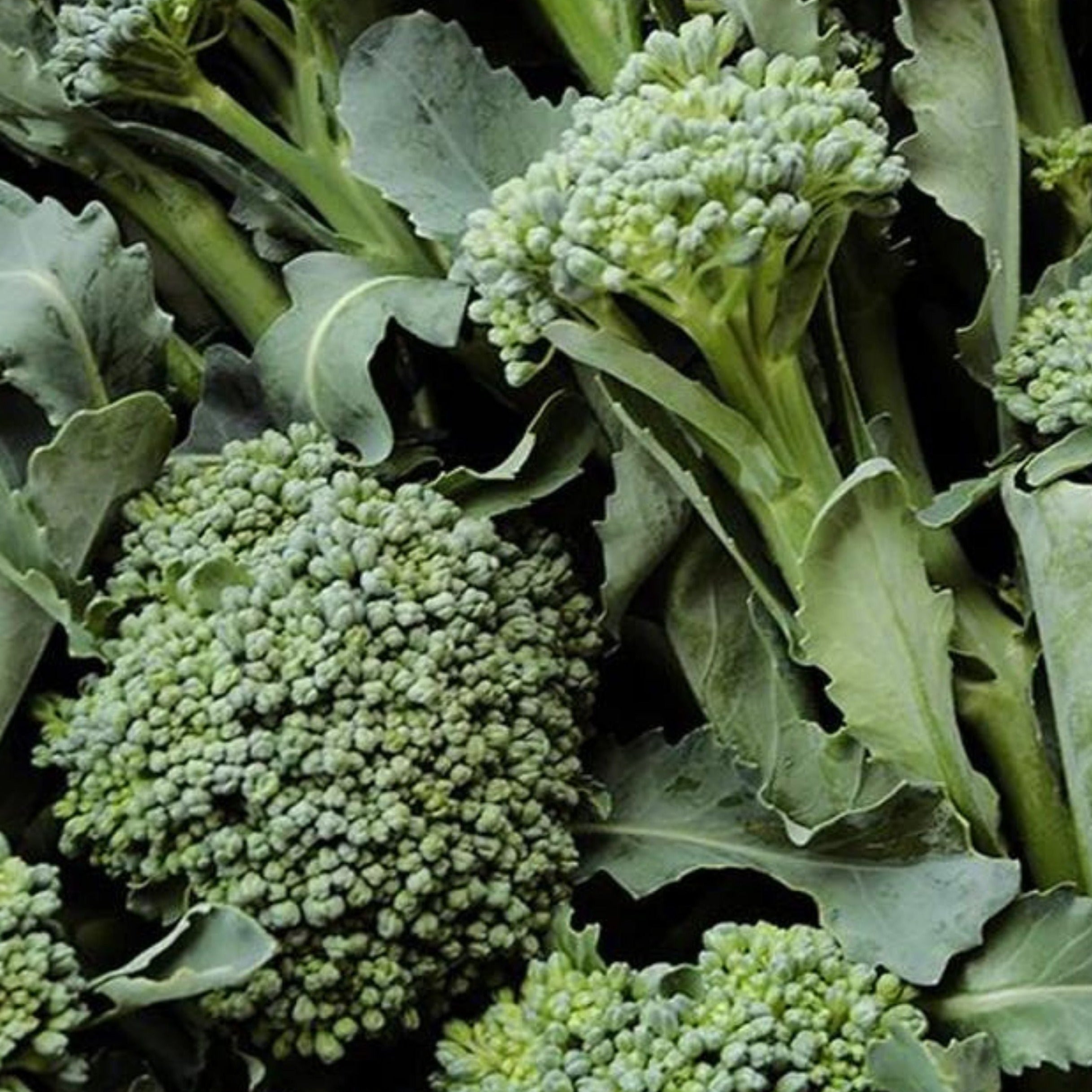 De Cicco Broccoli MIgardener