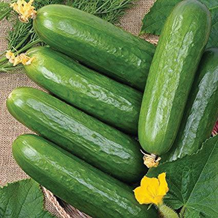 50 Muncher CUCUMBERS Seeds 