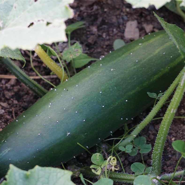 Slicing Cucumber Seeds