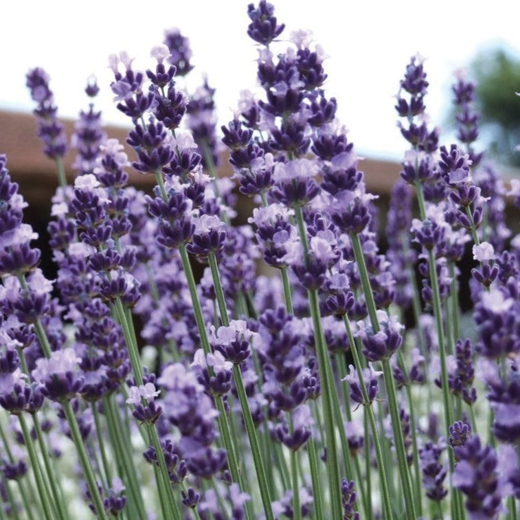 lavender vera plant Vera Lavender
