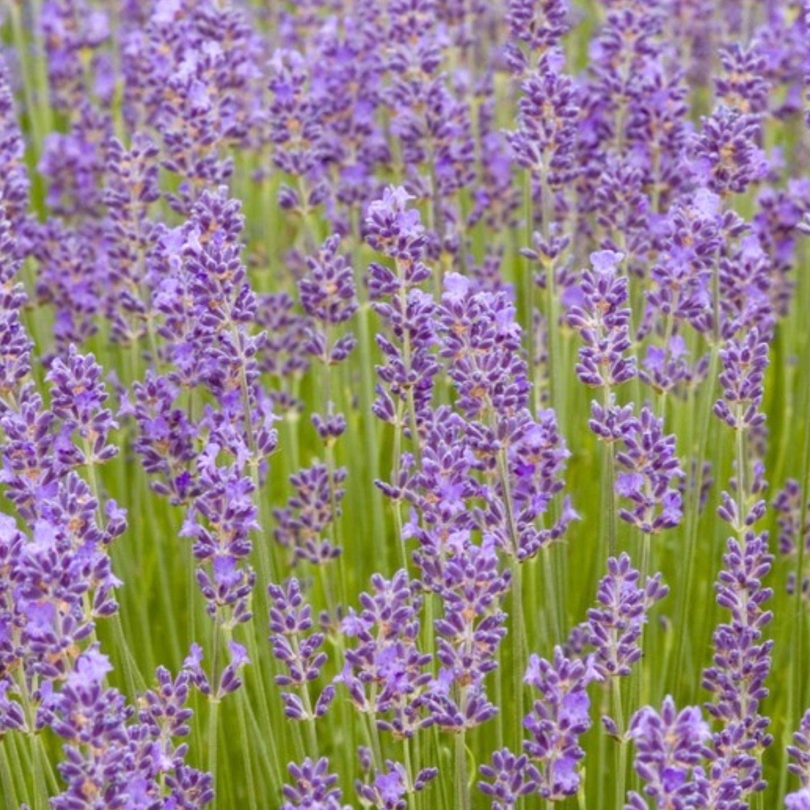 where to buy munstead lavender plants Munstead Lavender – MIgardener
