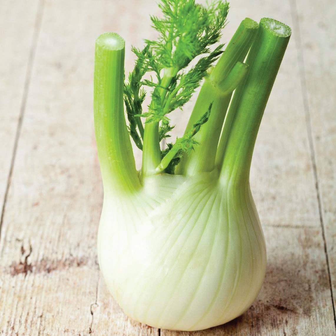 Florence Fennel – MIgardener