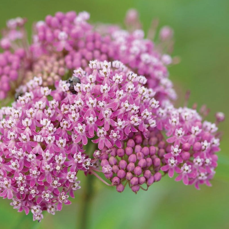 planting milkweed seeds in michigan Swamp Milkweed