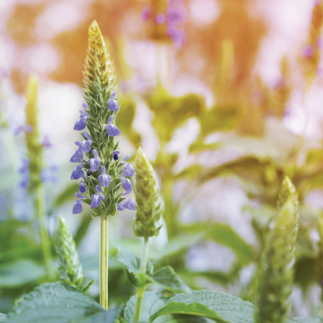 Chia – MIgardener
