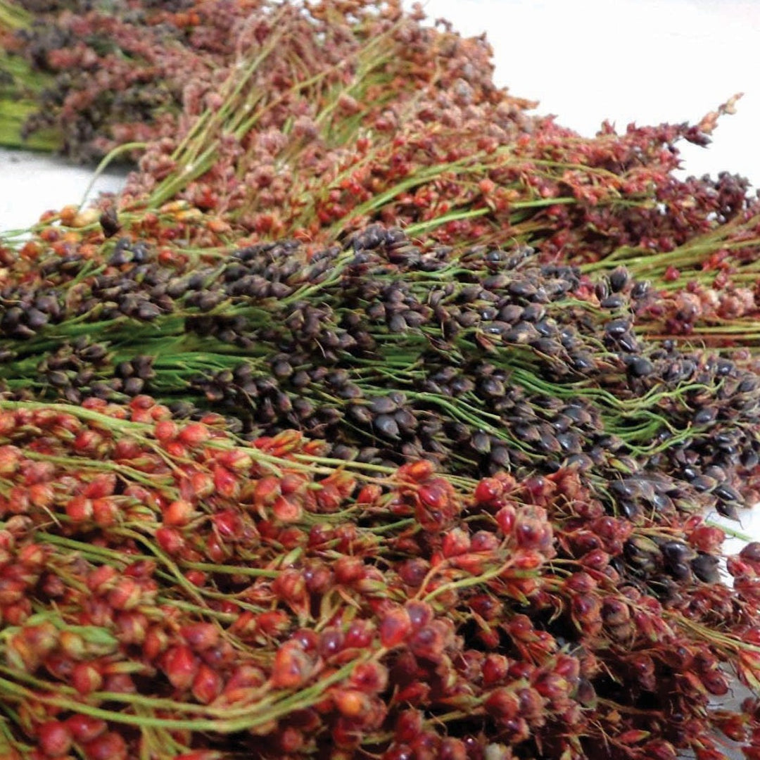 Mixed Colors Sorghum Broomcorn