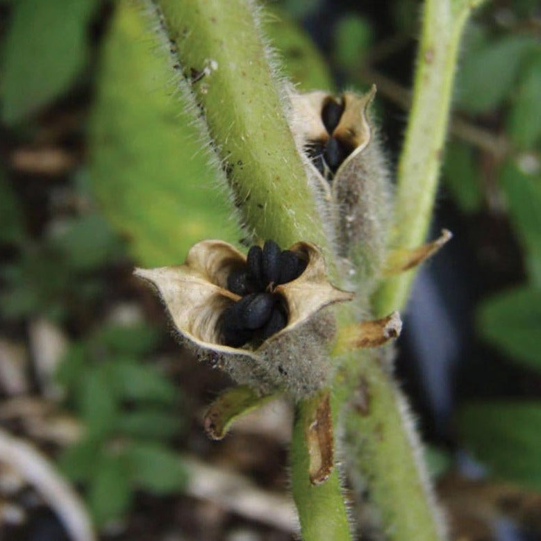 black sesame seed plant Black Sesame