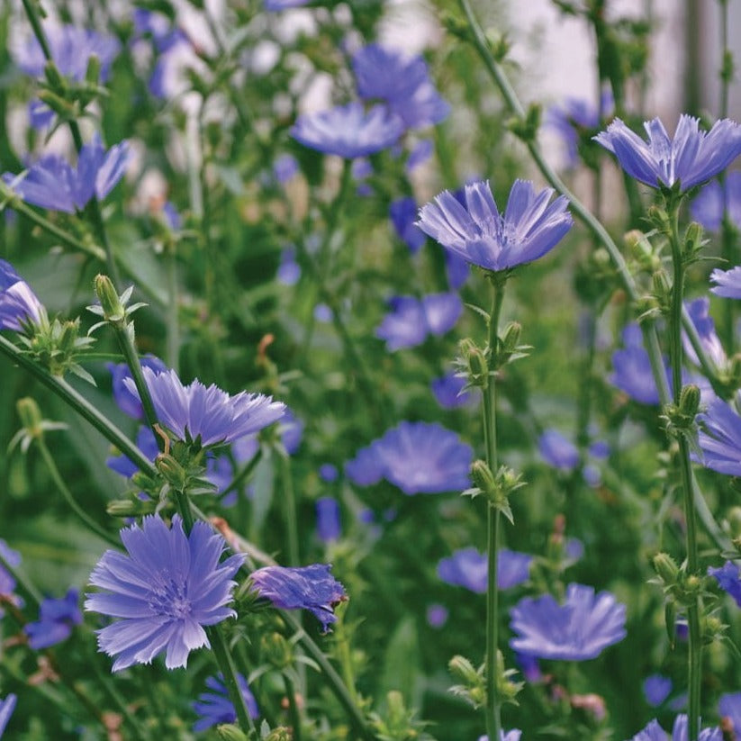 chicory coffee plant Chicory Plant Buy 1 Get 1 Free, Fast Ship