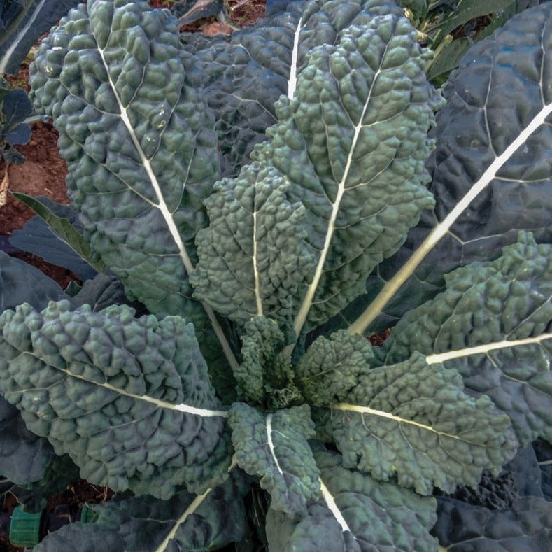 kale succulent Lacinato (Dinosaur) Kale – MIgardener