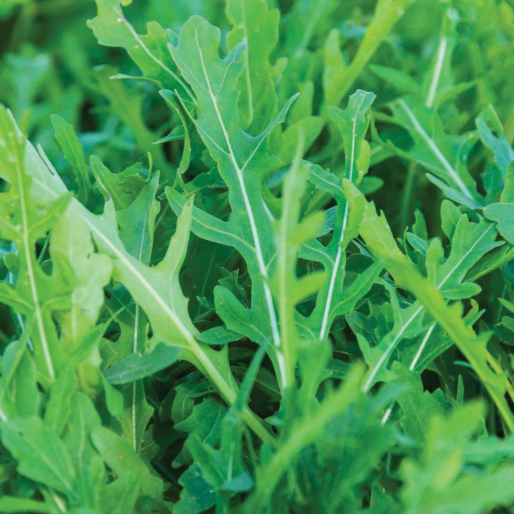 Arugula Slow Bolt – MIgardener
