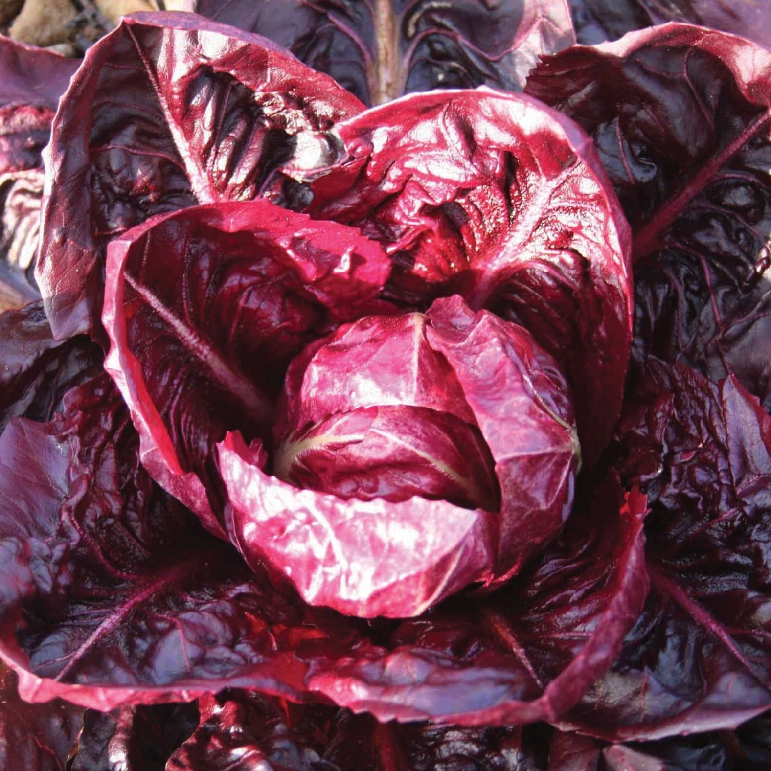 Rouge De Verona Radicchio – MIgardener